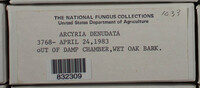 Arcyria denudata image